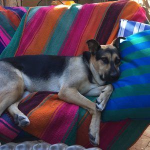 Meet your Posher, Dana